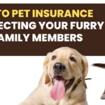 Otto Pet Insurance