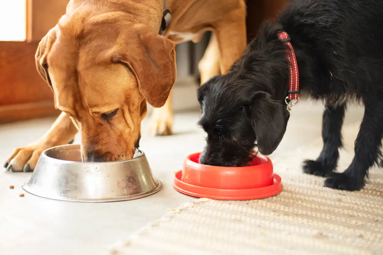 What is the healthiest food for dogs?