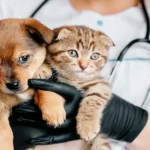 Pets Best insurance